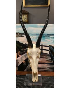 Vintage African Impala Antelope Skull with Horns Home Wall Decor